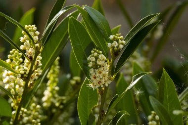 Kiraz Çiçeği 'nde Laurel