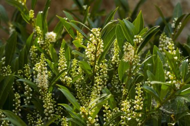 Kiraz Çiçeği 'nde Laurel