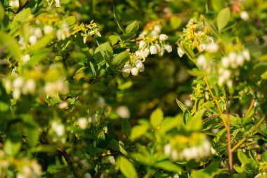 Bloom 'daki Yabanmersini Çalılığı