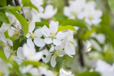 Elma ağacı baharda çiçek açar.