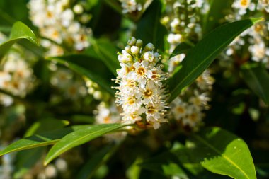 Kiraz Çiçeği 'nde Laurel