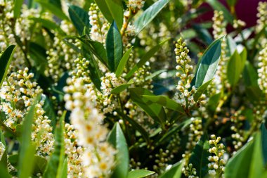 Kiraz Çiçeği 'nde Laurel