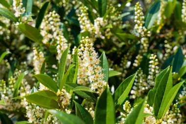 Kiraz Çiçeği 'nde Laurel