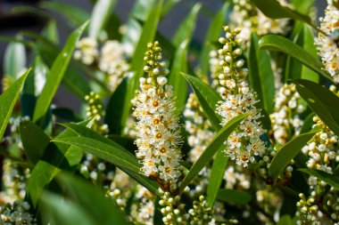 Kiraz Çiçeği 'nde Laurel