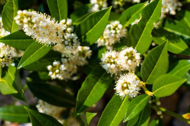 Kiraz Çiçeği 'nde Laurel