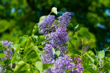 Mor Lila çiçek çiçeklenme