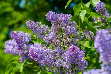 Mor Lila çiçek çiçeklenme