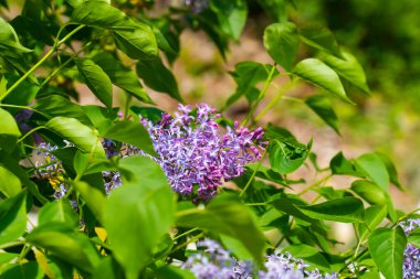 Mor Lila çiçek çiçeklenme