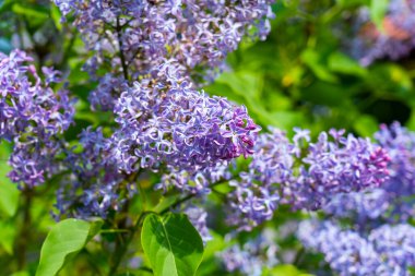 Mor Lila çiçek çiçeklenme