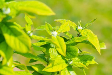 Genç Elma Ağacı Baharda Yapraklar