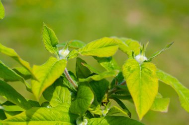 Genç Elma Ağacı Baharda Yapraklar
