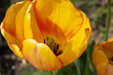 Çiçek Açan Turuncu Lale 'yi Kapat