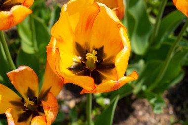 Çiçek Açan Turuncu Lale 'yi Kapat