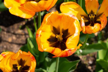 Çiçek Açan Turuncu Lale 'yi Kapat