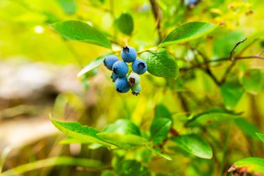 Bush olgun yaban mersini