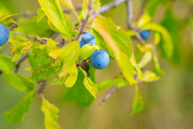 Sloe Berry Branch 'da