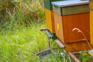 Arı kovanı uçan bal arıları