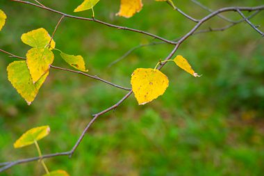 sonbaharda Sarı huş ağacı yaprakları