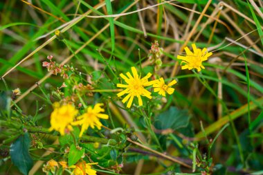 Meadow 'da küçük sarı kır çiçekleri