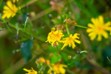 Meadow 'da küçük sarı kır çiçekleri