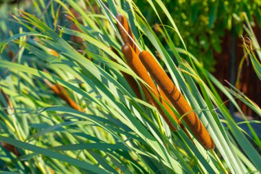 Güneş Işığında Kuyruk Kuyrukları Yakından