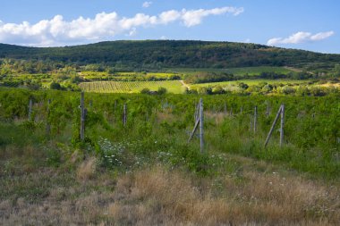 Rolling Hills ile Vineyard Manzarası
