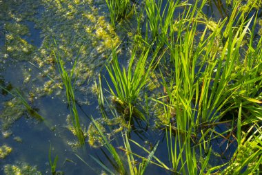 Bataklık Çimi Sığ Suyun içinde büyüyor