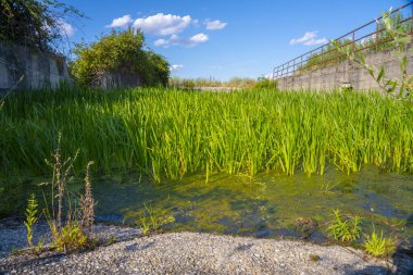 Bataklık Çimi Sığ Suyun içinde büyüyor