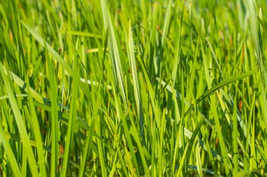 Bataklık Çimi Sığ Suyun içinde büyüyor