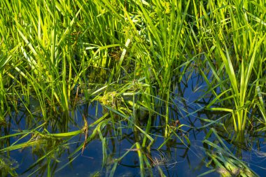 Bataklık Çimi Sığ Suyun içinde büyüyor