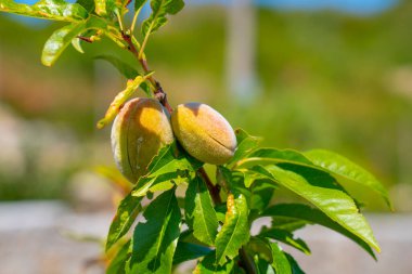 Badem Ağacı ve Genç Bademler
