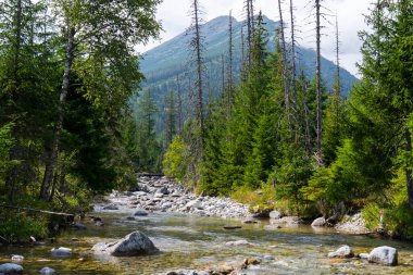 Kristal Temiz Dağ Akıntısı