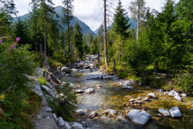 Kristal Temiz Dağ Akıntısı