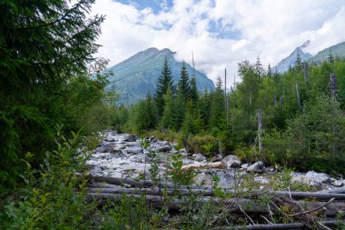Kristal Temiz Dağ Akıntısı