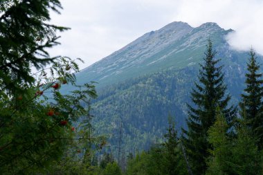 Ormanın üzerindeki Yeşil Dağ Zirvesi