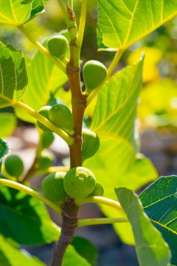 İncir Ağacında Olgunlaşmamış İncirler Büyüyor