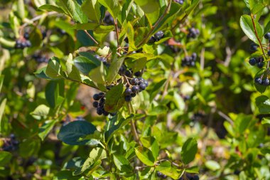 Olgun Aronia Dalı Çilekleri