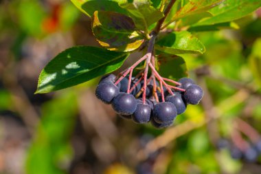 Olgun Aronia Dalı Çilekleri