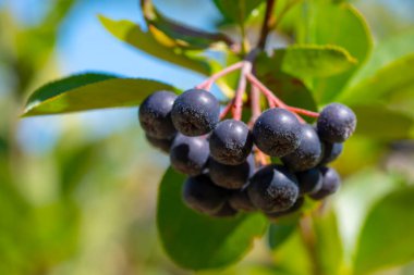 Olgun Aronia Dalı Çilekleri