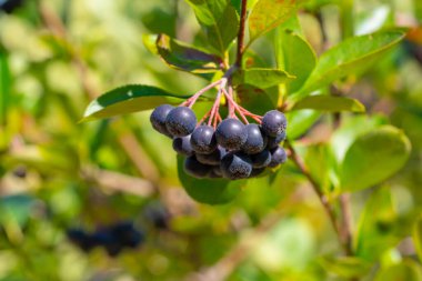 Olgun Aronia Dalı Çilekleri