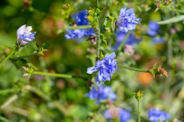 Güneş ışığında mavi hindiba çiçekleri
