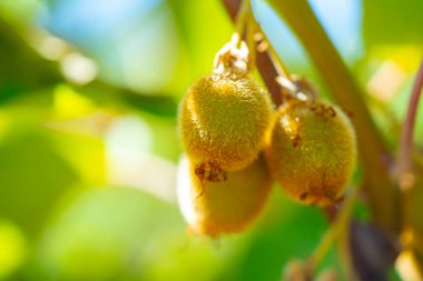 Olgunlaşmamış Kivi meyveleri sarmaşıkta büyüyor
