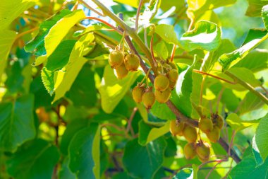 Olgunlaşmamış Kivi meyveleri sarmaşıkta büyüyor