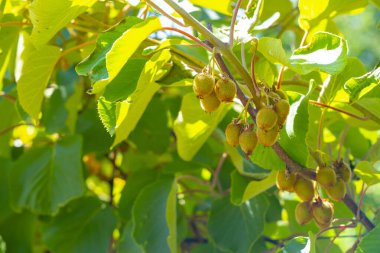 Olgunlaşmamış Kivi meyveleri sarmaşıkta büyüyor