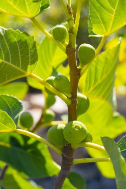 İncir Ağacında Olgunlaşmamış İncirler Büyüyor