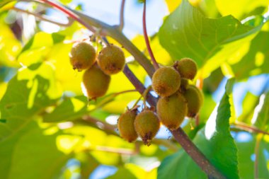 Olgunlaşmamış Kivi meyveleri sarmaşıkta büyüyor