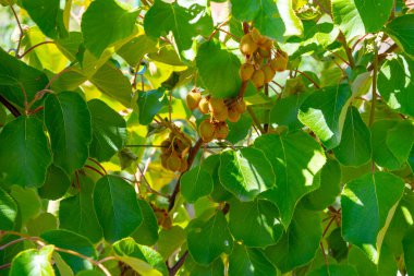 Olgunlaşmamış Kivi meyveleri sarmaşıkta büyüyor