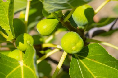 İncir Ağacında Olgunlaşmamış İncirler Büyüyor