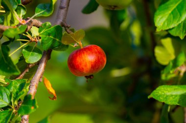 Ağaç dalında Tek Olgun Elma