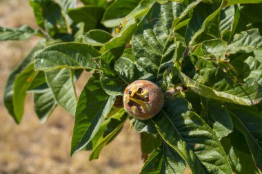Olgunlaşmamış Medlar Meyve Ağaçta büyüyor
